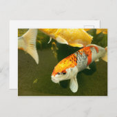 Koi Carp Postcard Postkarte (Vorne/Hinten)