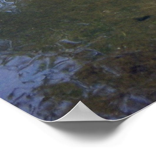 Koi Carp Poster (Ecke)