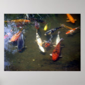 Koi Carp Poster (Vorne)