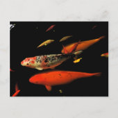 Koi Carp Postkarte (Vorderseite)