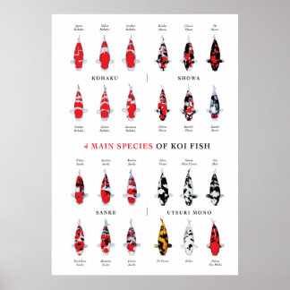 Koi Carp Varety Poster