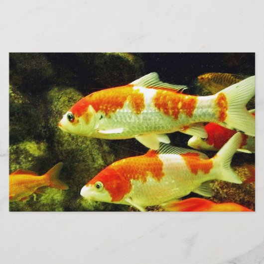 Koi-Fisch Briefpapier (Vorderseite)