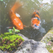 Koi-Fisch in einem Teich Aufkleber (Vorderseite)