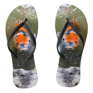 Koi-Fisch in einem Teich Badesandalen