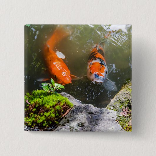 Koi-Fisch in einem Teich Button (Vorderseite)