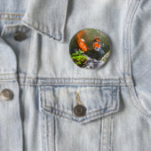 Koi-Fisch in einem Teich Button (Beispiel)