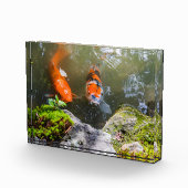 Koi-Fisch in einem Teich Fotoblock (Rechts)