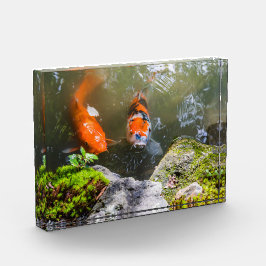 Koi-Fisch in einem Teich Fotoblock