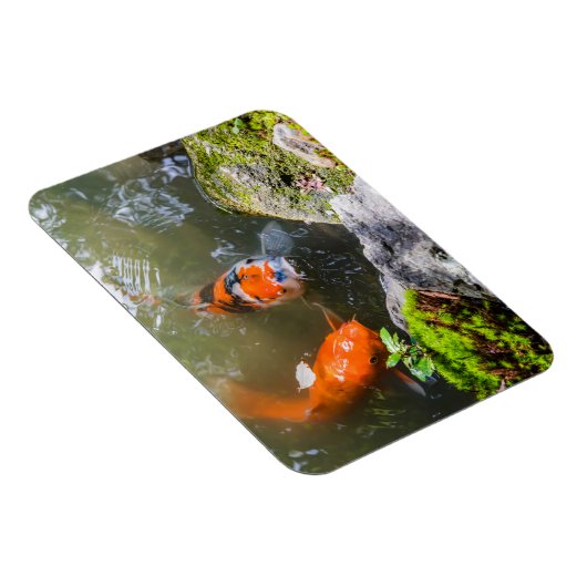 Koi-Fisch in einem Teich Magnet (Rechte Seite)