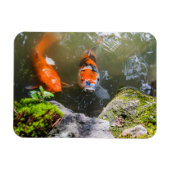 Koi-Fisch in einem Teich Magnet (Horizontal)