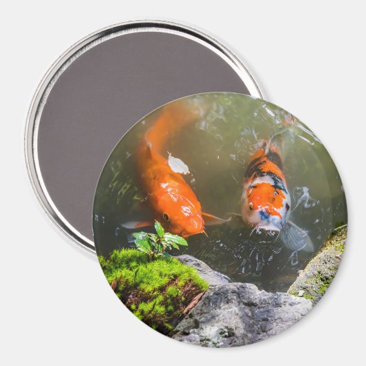 Koi-Fisch in einem Teich Magnet (Vorderseite/Rückseite)