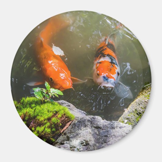 Koi-Fisch in einem Teich Magnet (Vorne)
