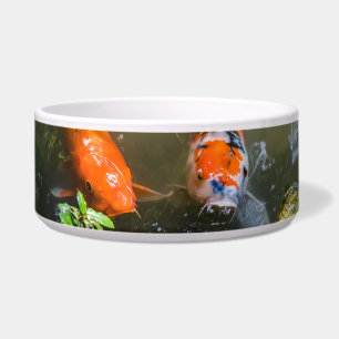 Koi-Fisch in einem Teich Napf