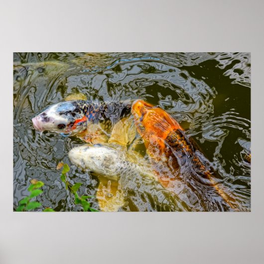Koi-Fisch in einem Teich Poster (Vorne)