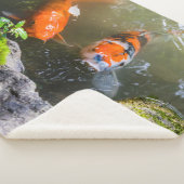 Koi-Fisch in einem Teich Sherpadecke (3/4)