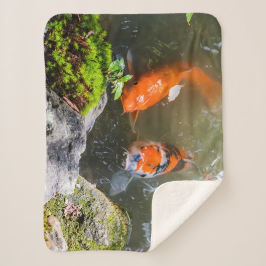 Koi-Fisch in einem Teich Sherpadecke (Vorderseite)
