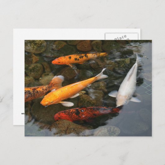Koi Fisch in Seebildern Postkarte (Vorne/Hinten)