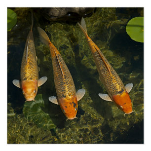 KOI FISCH POSTER