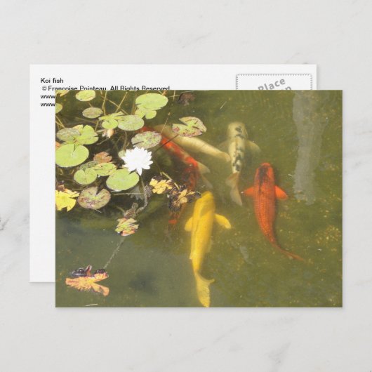 Koi Fische in einem Lilienteich Postkarte (Vorne/Hinten)