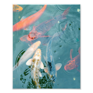 Koi-Fische schwimmen im Teich Fotodruck