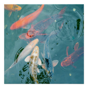 Koi-Fische schwimmen im Teich Poster