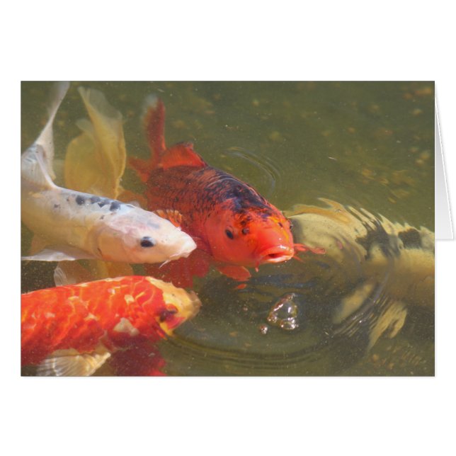Koi Fische v.1 (Vorderseite (Horizontal))