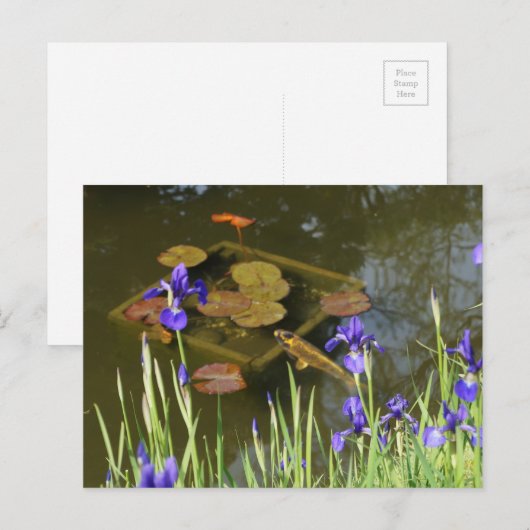 Koi Fish #4 Postcard Postkarte (Vorne/Hinten)