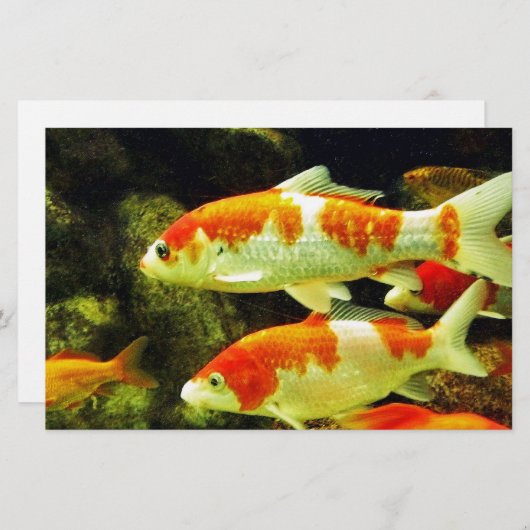 koi Fish Briefpapier (Vorne/Hinten)