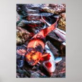 KOI FISH DUET POSTER (Vorne)