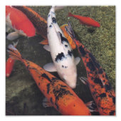 Koi Fish Fotodruck (Vorne)