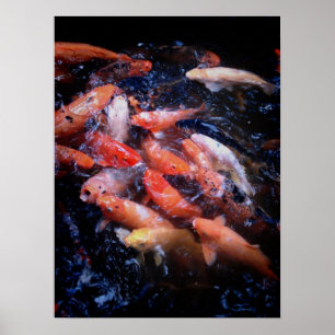 Koi Fish in a Fütternd Frenzy, Oahu Poster