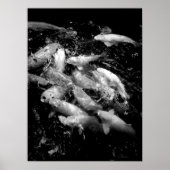 Koi Fish in Fütternd Frenzy, Oahu B&W Poster (Vorne)