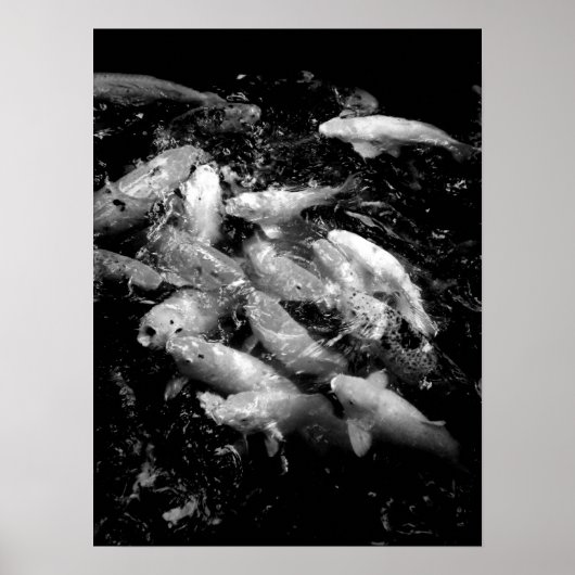 Koi Fish in Fütternd Frenzy, Oahu B&W Poster (Vorne)