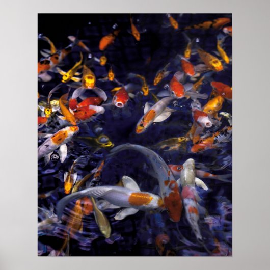 KOI FISH OVER FLOWING POSTER (Vorne)