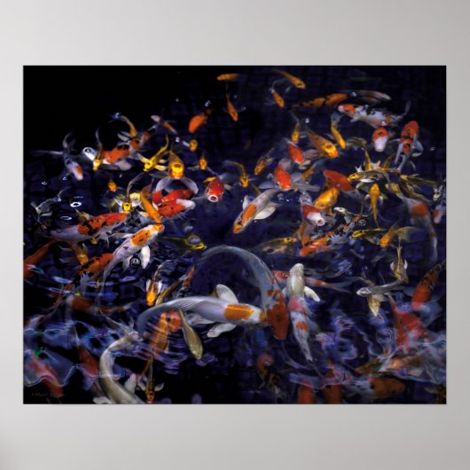 KOI FISH OVER FLOWING POSTER (Vorne)