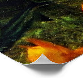 koi Fish Poster (Ecke)