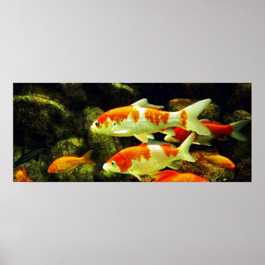koi Fish Poster (Vorne)