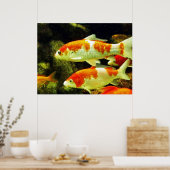 koi Fish Poster (Küche)