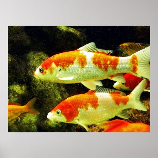 koi Fish Poster (Vorne)
