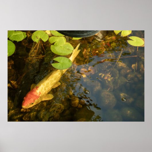Koi Fish Poster (Vorne)