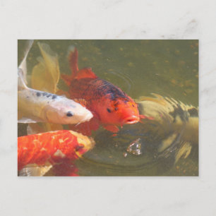Koi fish v.1 postkarte