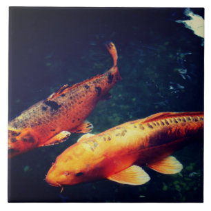 Koi Fliese