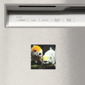 Koi Fotografie Magnet (In Situ (Geschirrspüler))