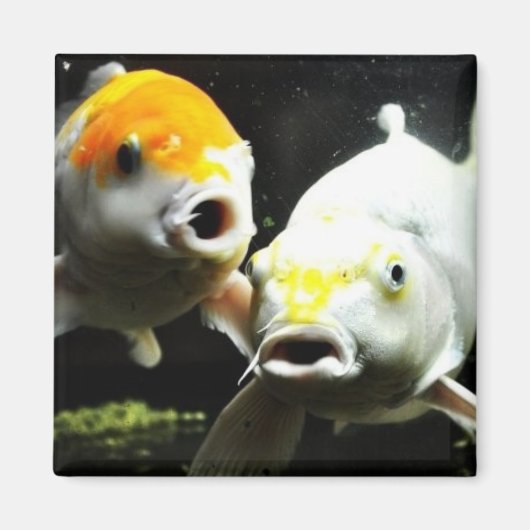 Koi Fotografie Magnet (Vorne)