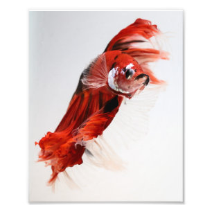 Koi Halbmond Betta Fische 2 Fotodruck