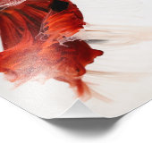 Koi Halfmoon Betta Fish 2 Fotodruck (Ecke)