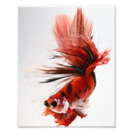 Koi Halfmoon Betta Fish Fotodruck