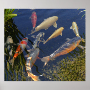 Koi im Schatten Poster