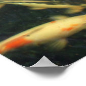 Koi Impressions Poster (Ecke)