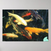 Koi Impressions Poster (Vorne)
